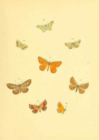 Reproducción/Reproduction 6139905825: Sammlung neuer oder wenig bekannter aussereuropäischer Schmetterlinge. Bd.1. Regensburg :G.J. Manz,1850/1858 [i.e. 1858-1869]