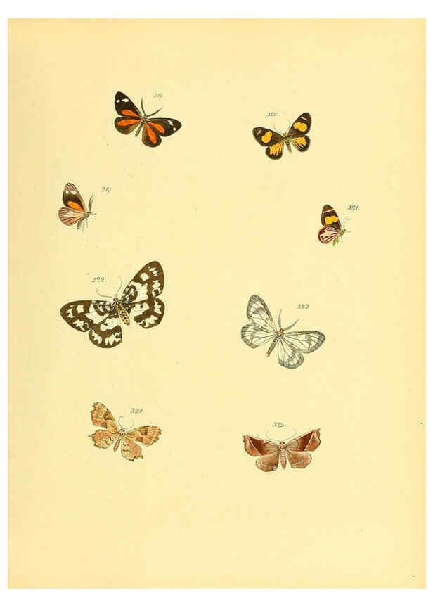 Reproducción/Reproduction 6139893983: Sammlung neuer oder wenig bekannter aussereuropäischer Schmetterlinge. Bd.1. Regensburg :G.J. Manz,1850/1858 [i.e. 1858-1869]