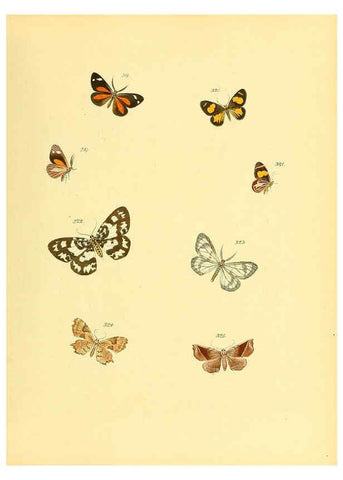 Reproducción/Reproduction 6139893983: Sammlung neuer oder wenig bekannter aussereuropäischer Schmetterlinge. Bd.1. Regensburg :G.J. Manz,1850/1858 [i.e. 1858-1869]