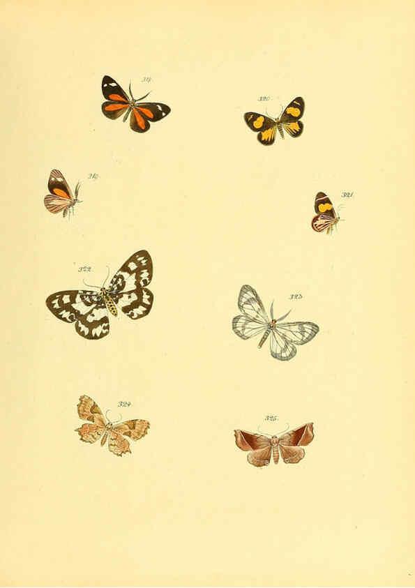 Reproducción/Reproduction 6139893983: Sammlung neuer oder wenig bekannter aussereuropäischer Schmetterlinge. Bd.1. Regensburg :G.J. Manz,1850/1858 [i.e. 1858-1869]