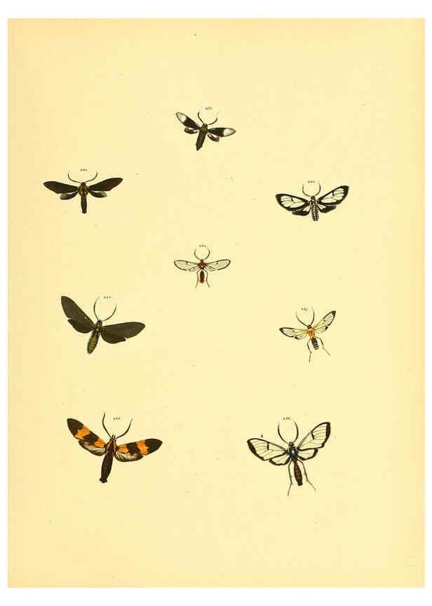Reproducción/Reproduction 6140441976: Sammlung neuer oder wenig bekannter aussereuropäischer Schmetterlinge. Bd.1. Regensburg :G.J. Manz,1850/1858 [i.e. 1858-1869]