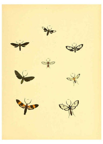 Reproducción/Reproduction 6140441976: Sammlung neuer oder wenig bekannter aussereuropäischer Schmetterlinge. Bd.1. Regensburg :G.J. Manz,1850/1858 [i.e. 1858-1869]