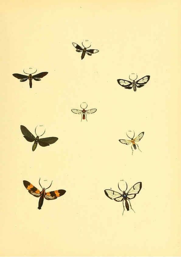 Reproducción/Reproduction 6140441976: Sammlung neuer oder wenig bekannter aussereuropäischer Schmetterlinge. Bd.1. Regensburg :G.J. Manz,1850/1858 [i.e. 1858-1869]