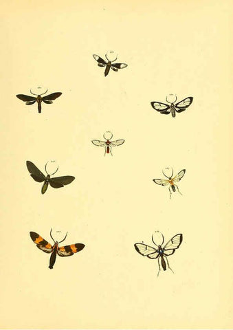 Reproducción/Reproduction 6140441976: Sammlung neuer oder wenig bekannter aussereuropäischer Schmetterlinge. Bd.1. Regensburg :G.J. Manz,1850/1858 [i.e. 1858-1869]