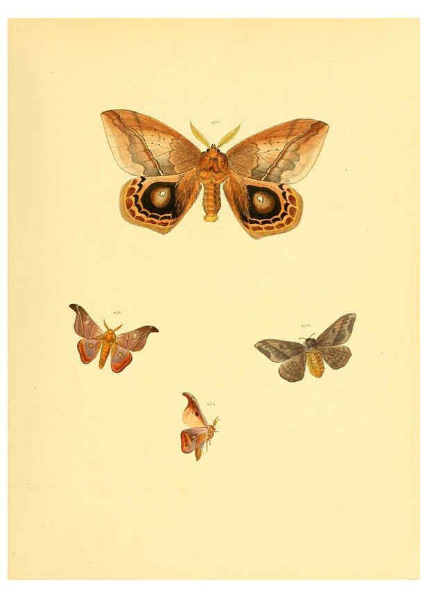Reproducción/Reproduction 6140464126: Sammlung neuer oder wenig bekannter aussereuropäischer Schmetterlinge. Bd.1. Regensburg :G.J. Manz,1850/1858 [i.e. 1858-1869]