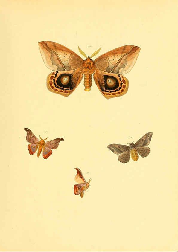 Reproducción/Reproduction 6140464126: Sammlung neuer oder wenig bekannter aussereuropäischer Schmetterlinge. Bd.1. Regensburg :G.J. Manz,1850/1858 [i.e. 1858-1869]