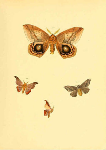 Reproducción/Reproduction 6140464126: Sammlung neuer oder wenig bekannter aussereuropäischer Schmetterlinge. Bd.1. Regensburg :G.J. Manz,1850/1858 [i.e. 1858-1869]