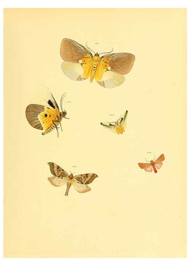 Reproducción/Reproduction 6139913161: Sammlung neuer oder wenig bekannter aussereuropäischer Schmetterlinge. Bd.1. Regensburg :G.J. Manz,1850/1858 [i.e. 1858-1869]