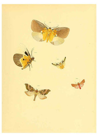 Reproducción/Reproduction 6139913161: Sammlung neuer oder wenig bekannter aussereuropäischer Schmetterlinge. Bd.1. Regensburg :G.J. Manz,1850/1858 [i.e. 1858-1869]