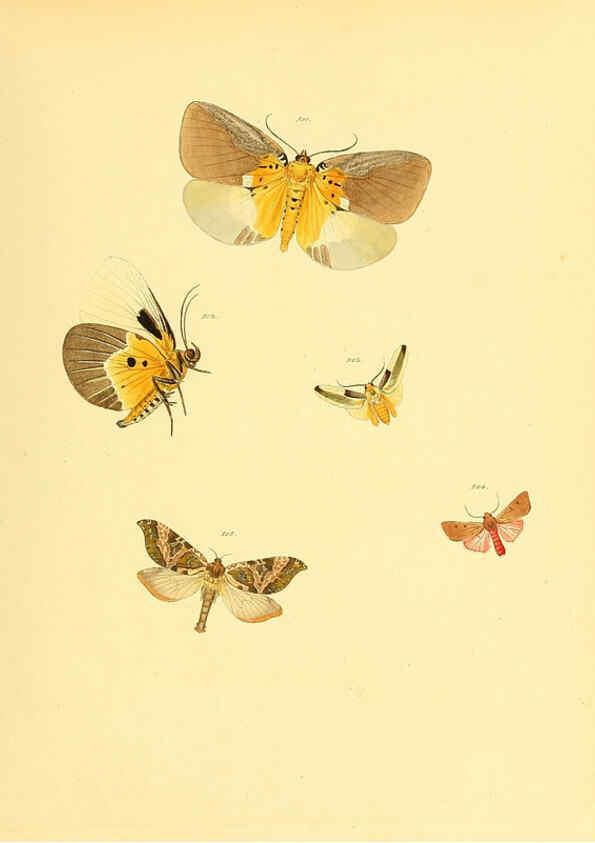 Reproducción/Reproduction 6139913161: Sammlung neuer oder wenig bekannter aussereuropäischer Schmetterlinge. Bd.1. Regensburg :G.J. Manz,1850/1858 [i.e. 1858-1869]