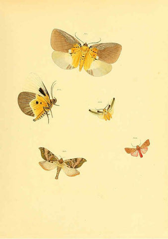 Reproducción/Reproduction 6139913161: Sammlung neuer oder wenig bekannter aussereuropäischer Schmetterlinge. Bd.1. Regensburg :G.J. Manz,1850/1858 [i.e. 1858-1869]
