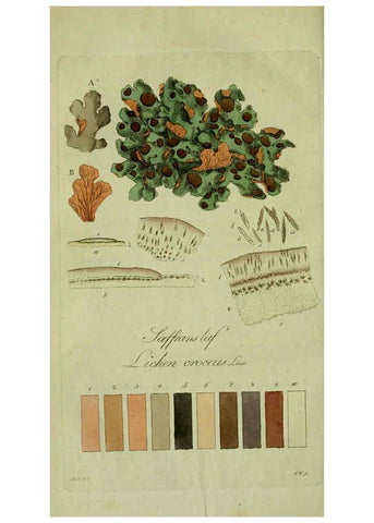 Reproducción/Reproduction 6194457951: Svenska lafvarnas färghistoria Stockholm :Tryckt hos C. Delén,1805-[1809] 