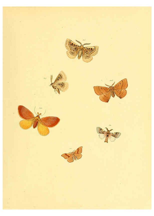 Reproducción/Reproduction 6140465220: Sammlung neuer oder wenig bekannter aussereuropäischer Schmetterlinge. Bd.1. Regensburg :G.J. Manz,1850/1858 [i.e. 1858-1869]
