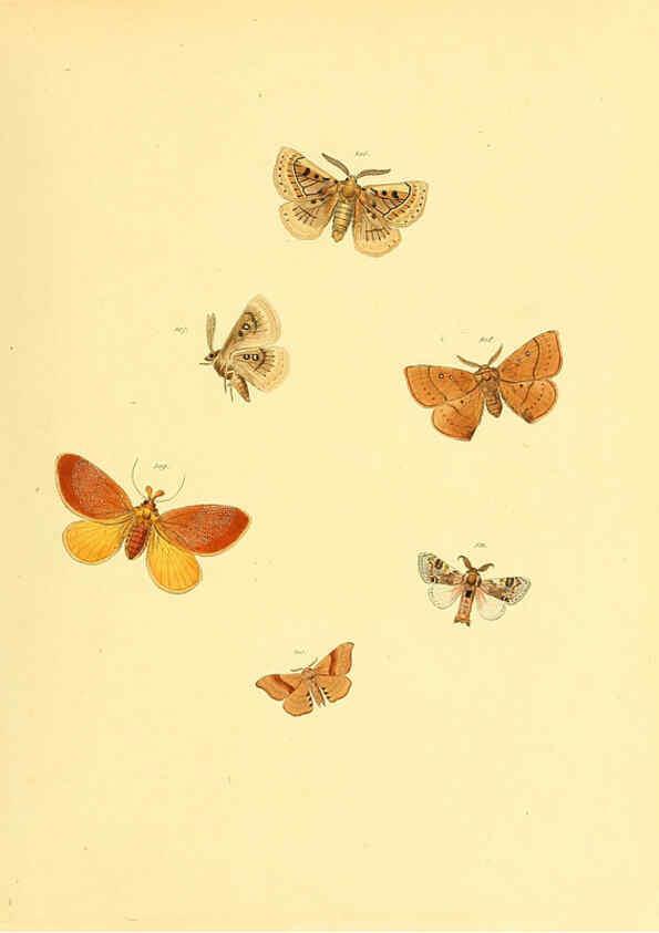 Reproducción/Reproduction 6140465220: Sammlung neuer oder wenig bekannter aussereuropäischer Schmetterlinge. Bd.1. Regensburg :G.J. Manz,1850/1858 [i.e. 1858-1869]
