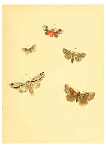 Reproducción/Reproduction 6139913645: Sammlung neuer oder wenig bekannter aussereuropäischer Schmetterlinge. Bd.1. Regensburg :G.J. Manz,1850/1858 [i.e. 1858-1869]