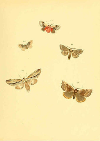 Reproducción/Reproduction 6139913645: Sammlung neuer oder wenig bekannter aussereuropäischer Schmetterlinge. Bd.1. Regensburg :G.J. Manz,1850/1858 [i.e. 1858-1869]