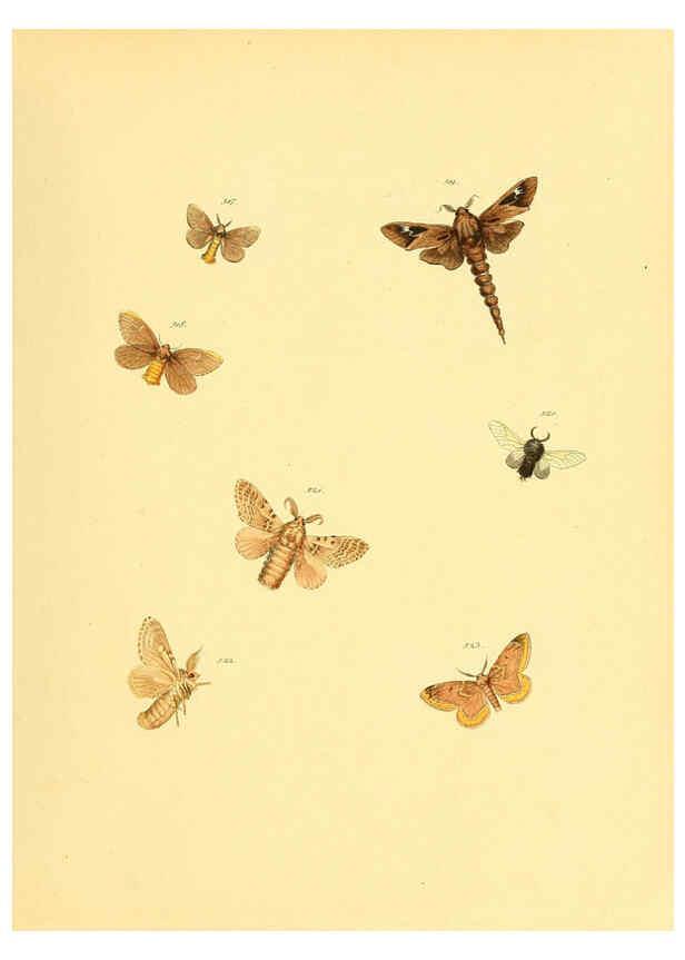 Reproducción/Reproduction 6139913925: Sammlung neuer oder wenig bekannter aussereuropäischer Schmetterlinge. Bd.1. Regensburg :G.J. Manz,1850/1858 [i.e. 1858-1869]