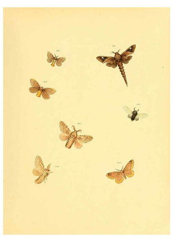 Reproducción/Reproduction 6139913925: Sammlung neuer oder wenig bekannter aussereuropäischer Schmetterlinge. Bd.1. Regensburg :G.J. Manz,1850/1858 [i.e. 1858-1869]