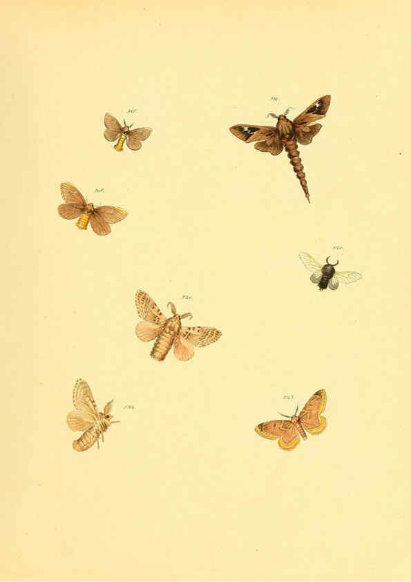 Reproducción/Reproduction 6139913925: Sammlung neuer oder wenig bekannter aussereuropäischer Schmetterlinge. Bd.1. Regensburg :G.J. Manz,1850/1858 [i.e. 1858-1869]