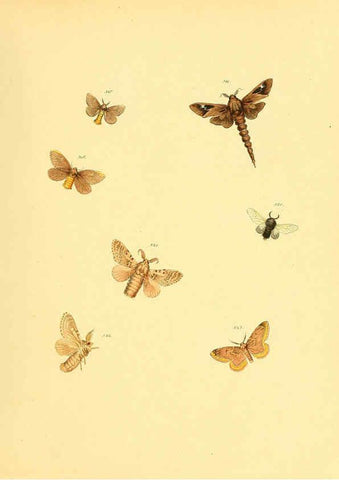 Reproducción/Reproduction 6139913925: Sammlung neuer oder wenig bekannter aussereuropäischer Schmetterlinge. Bd.1. Regensburg :G.J. Manz,1850/1858 [i.e. 1858-1869]