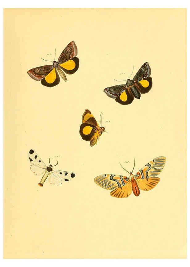 Reproducción/Reproduction 6139914295: Sammlung neuer oder wenig bekannter aussereuropäischer Schmetterlinge. Bd.1. Regensburg :G.J. Manz,1850/1858 [i.e. 1858-1869]
