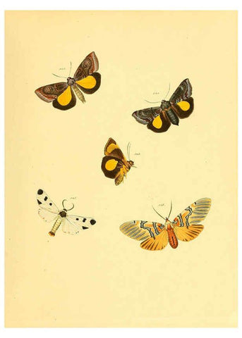 Reproducción/Reproduction 6139914295: Sammlung neuer oder wenig bekannter aussereuropäischer Schmetterlinge. Bd.1. Regensburg :G.J. Manz,1850/1858 [i.e. 1858-1869]
