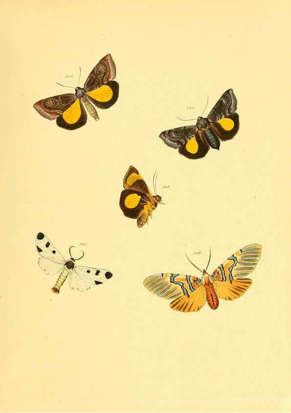 Reproducción/Reproduction 6139914295: Sammlung neuer oder wenig bekannter aussereuropäischer Schmetterlinge. Bd.1. Regensburg :G.J. Manz,1850/1858 [i.e. 1858-1869]