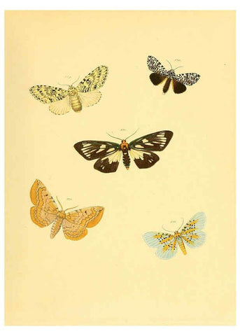 Reproducción/Reproduction 6139914665: Sammlung neuer oder wenig bekannter aussereuropäischer Schmetterlinge. Bd.1. Regensburg :G.J. Manz,1850/1858 [i.e. 1858-1869]
