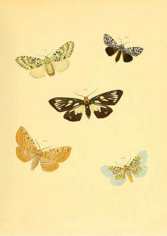 Reproducción/Reproduction 6139914665: Sammlung neuer oder wenig bekannter aussereuropäischer Schmetterlinge. Bd.1. Regensburg :G.J. Manz,1850/1858 [i.e. 1858-1869]