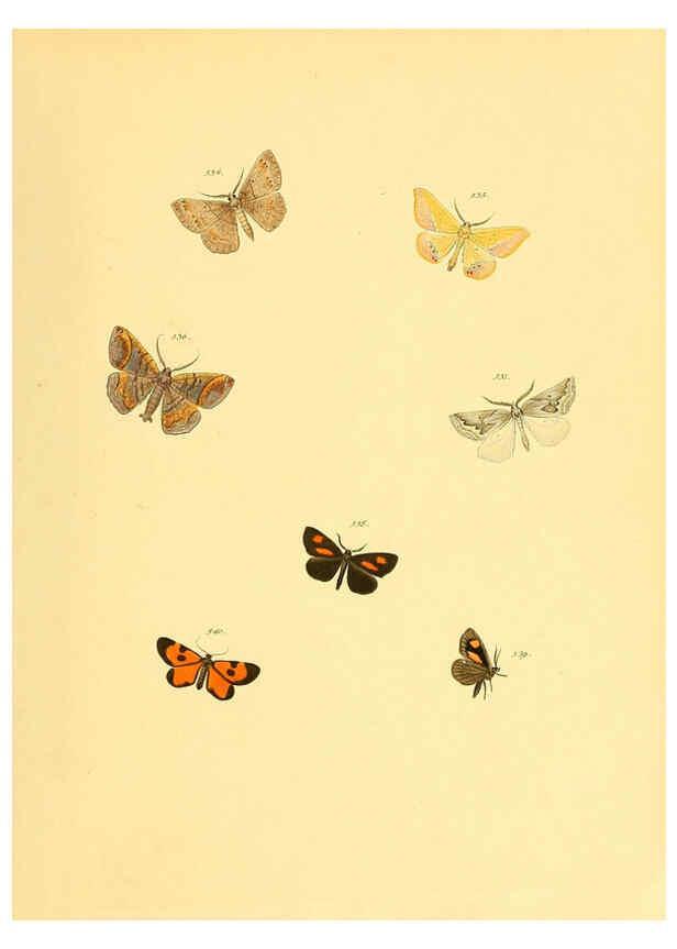 Reproducción/Reproduction 6139915175: Sammlung neuer oder wenig bekannter aussereuropäischer Schmetterlinge. Bd.1. Regensburg :G.J. Manz,1850/1858 [i.e. 1858-1869]
