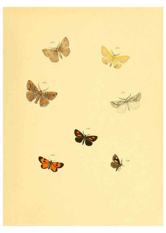Reproducción/Reproduction 6139915175: Sammlung neuer oder wenig bekannter aussereuropäischer Schmetterlinge. Bd.1. Regensburg :G.J. Manz,1850/1858 [i.e. 1858-1869]