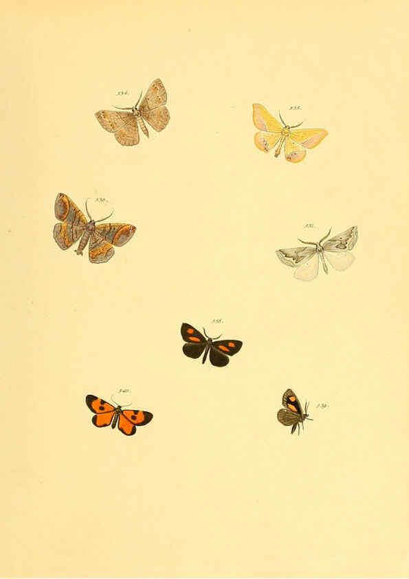Reproducción/Reproduction 6139915175: Sammlung neuer oder wenig bekannter aussereuropäischer Schmetterlinge. Bd.1. Regensburg :G.J. Manz,1850/1858 [i.e. 1858-1869]