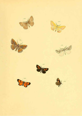 Reproducción/Reproduction 6139915175: Sammlung neuer oder wenig bekannter aussereuropäischer Schmetterlinge. Bd.1. Regensburg :G.J. Manz,1850/1858 [i.e. 1858-1869]