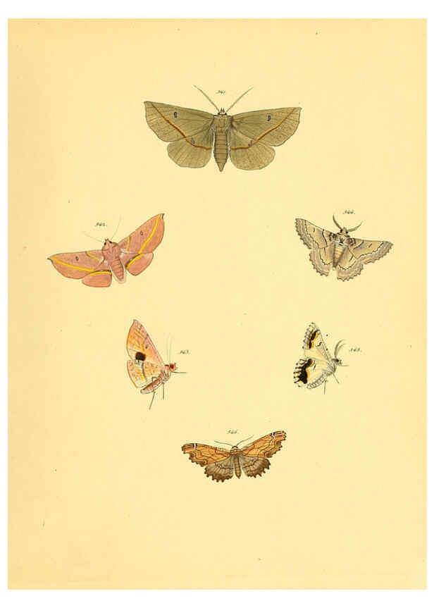 Reproducción/Reproduction 6140467422: Sammlung neuer oder wenig bekannter aussereuropäischer Schmetterlinge. Bd.1. Regensburg :G.J. Manz,1850/1858 [i.e. 1858-1869]