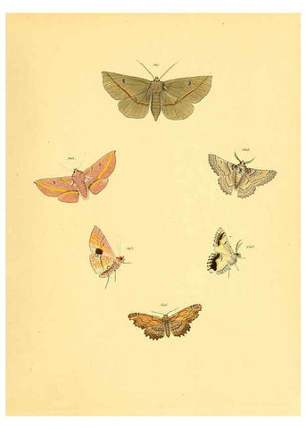 Reproducción/Reproduction 6140467422: Sammlung neuer oder wenig bekannter aussereuropäischer Schmetterlinge. Bd.1. Regensburg :G.J. Manz,1850/1858 [i.e. 1858-1869]