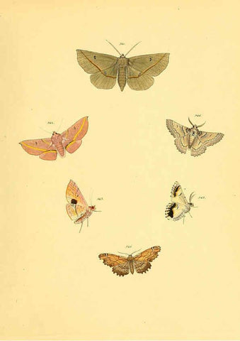 Reproducción/Reproduction 6140467422: Sammlung neuer oder wenig bekannter aussereuropäischer Schmetterlinge. Bd.1. Regensburg :G.J. Manz,1850/1858 [i.e. 1858-1869]