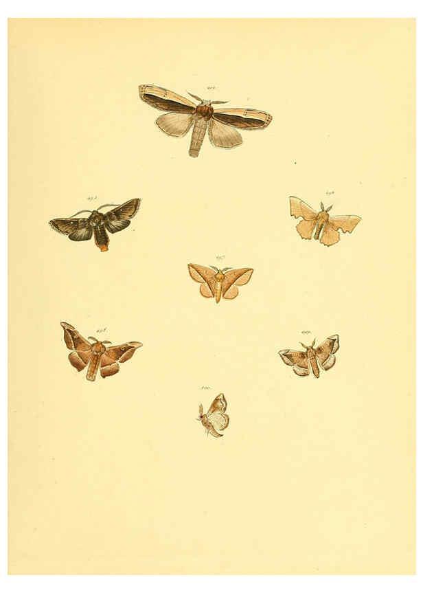 Reproducción/Reproduction 6139912599: Sammlung neuer oder wenig bekannter aussereuropäischer Schmetterlinge. Bd.1. Regensburg :G.J. Manz,1850/1858 [i.e. 1858-1869]