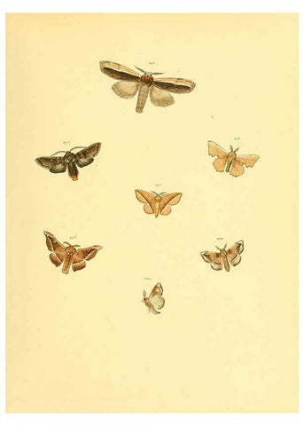 Reproducción/Reproduction 6139912599: Sammlung neuer oder wenig bekannter aussereuropäischer Schmetterlinge. Bd.1. Regensburg :G.J. Manz,1850/1858 [i.e. 1858-1869]