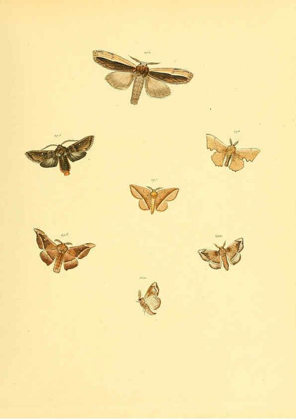 Reproducción/Reproduction 6139912599: Sammlung neuer oder wenig bekannter aussereuropäischer Schmetterlinge. Bd.1. Regensburg :G.J. Manz,1850/1858 [i.e. 1858-1869]