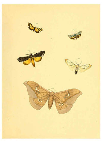 Reproducción/Reproduction 6140467786: Sammlung neuer oder wenig bekannter aussereuropäischer Schmetterlinge. Bd.1. Regensburg :G.J. Manz,1850/1858 [i.e. 1858-1869]