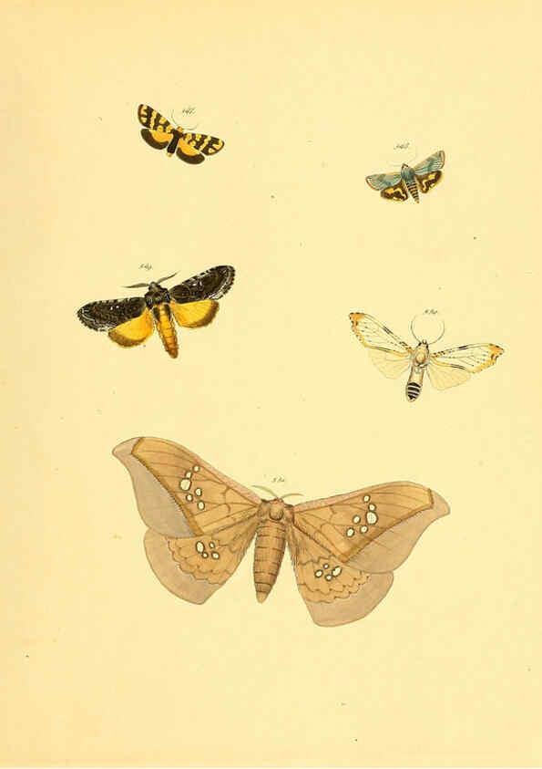 Reproducción/Reproduction 6140467786: Sammlung neuer oder wenig bekannter aussereuropäischer Schmetterlinge. Bd.1. Regensburg :G.J. Manz,1850/1858 [i.e. 1858-1869]