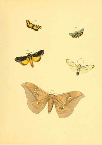 Reproducción/Reproduction 6140467786: Sammlung neuer oder wenig bekannter aussereuropäischer Schmetterlinge. Bd.1. Regensburg :G.J. Manz,1850/1858 [i.e. 1858-1869]