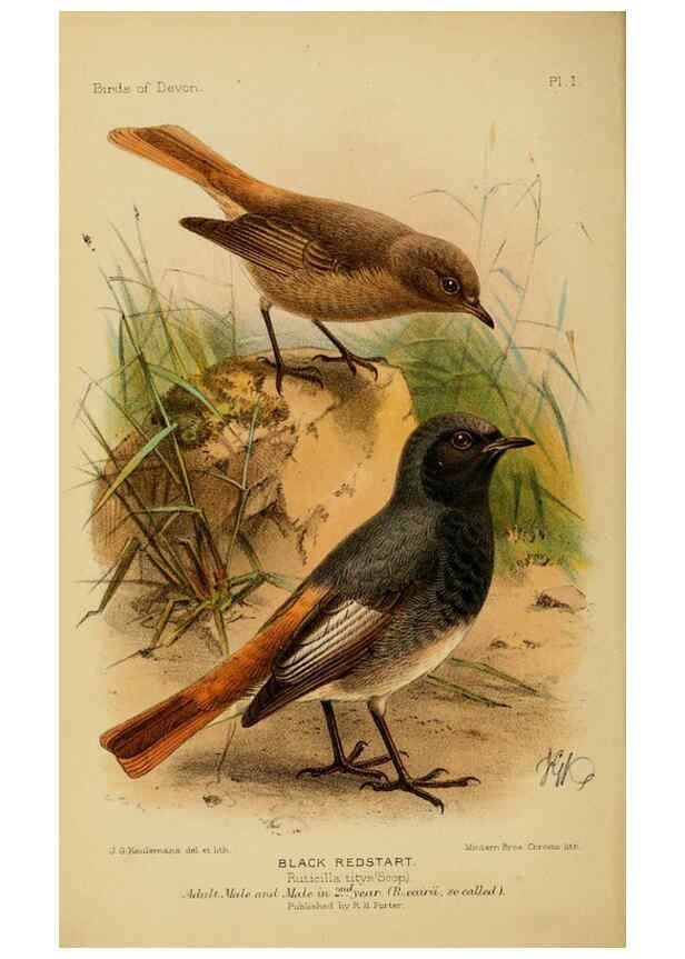 Reproducción/Reproduction 6140761378: The birds of Devon London :R.H. Porter,1892