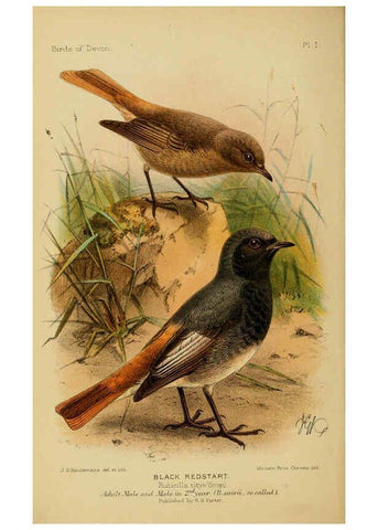 Reproducción/Reproduction 6140761378: The birds of Devon London :R.H. Porter,1892