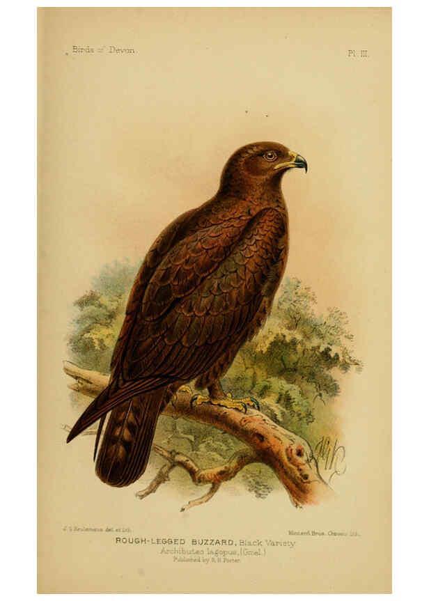 Reproducción/Reproduction 6140208699: The birds of Devon London :R.H. Porter,1892