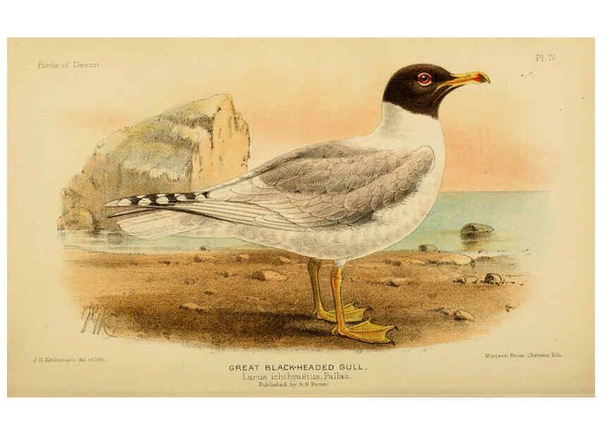 Reproducción/Reproduction 6140763480: The birds of Devon London :R.H. Porter,1892