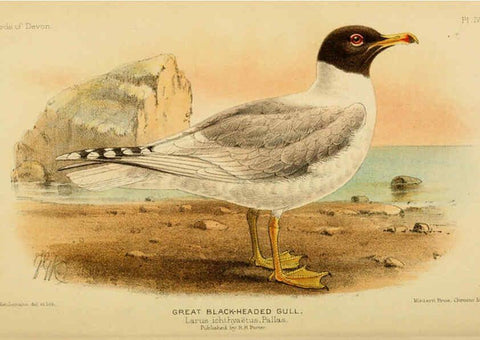 Reproducción/Reproduction 6140763480: The birds of Devon London :R.H. Porter,1892