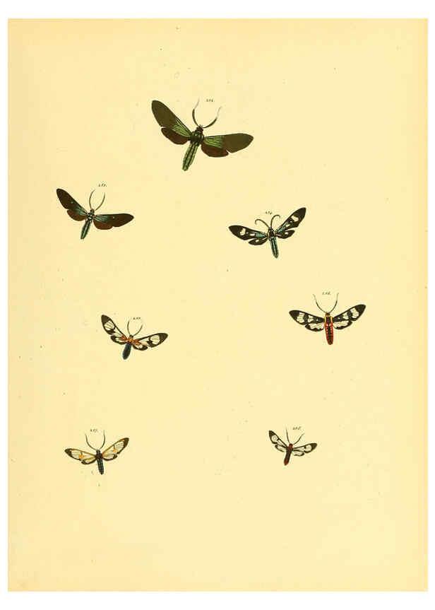 Reproducción/Reproduction 6139890205: Sammlung neuer oder wenig bekannter aussereuropäischer Schmetterlinge. Bd.1. Regensburg :G.J. Manz,1850/1858 [i.e. 1858-1869]