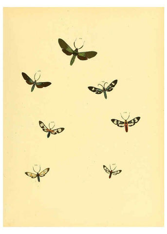 Reproducción/Reproduction 6139890205: Sammlung neuer oder wenig bekannter aussereuropäischer Schmetterlinge. Bd.1. Regensburg :G.J. Manz,1850/1858 [i.e. 1858-1869]