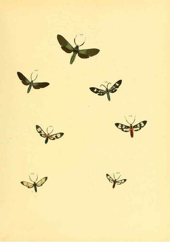 Reproducción/Reproduction 6139890205: Sammlung neuer oder wenig bekannter aussereuropäischer Schmetterlinge. Bd.1. Regensburg :G.J. Manz,1850/1858 [i.e. 1858-1869]